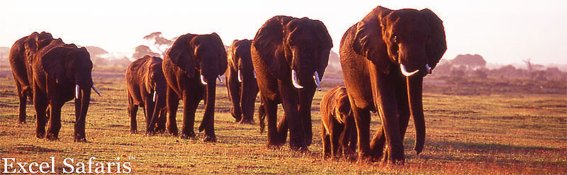 Elephants kenya